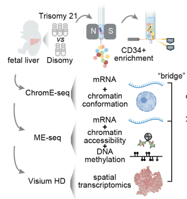 Our ChromE-seq preprint is now available on bioRxiv!